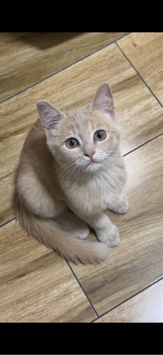 Кошка породистая, мальчик