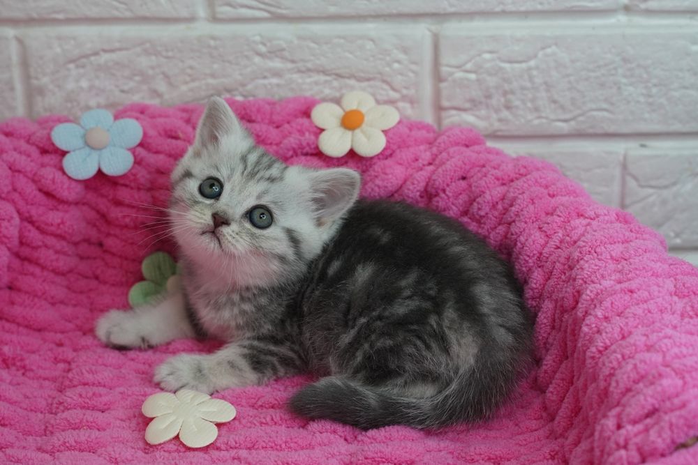 Шотландские Котята_