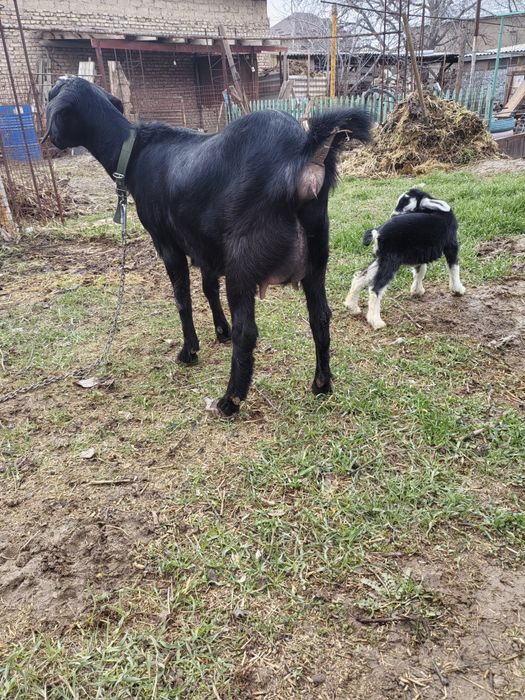 Коза с козленком первородка