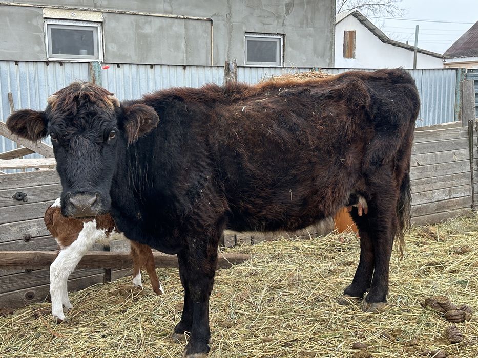 Тез арада сауда бар