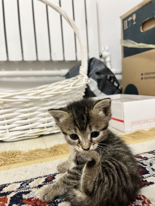 Котенки из 4 за 5000тг продам