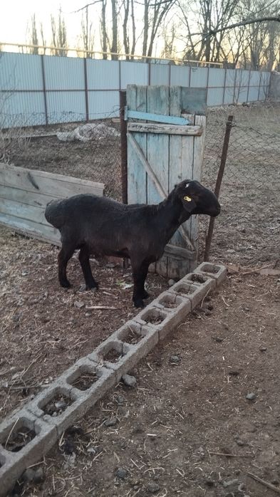 Продам кошкар молодой