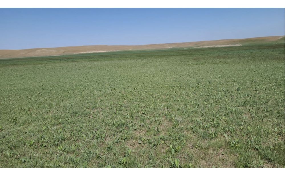 Фазенда крестянское хозяйство кашар