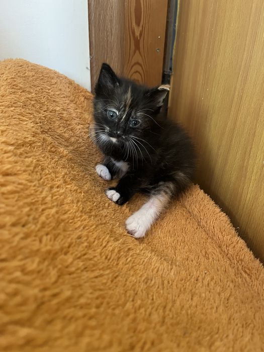 Отдам котенка в добрые руки