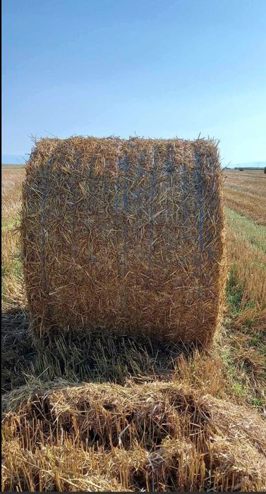 Vând baloți paie rotunzi