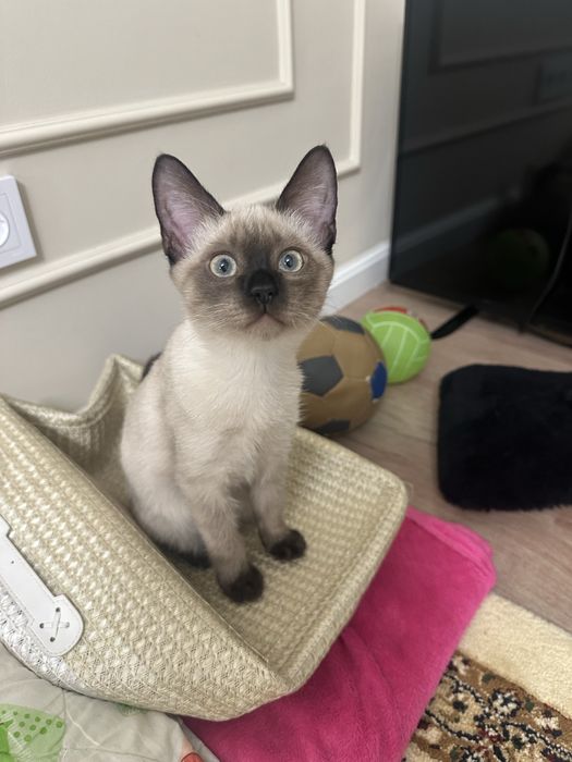 Отдаем котенка в хорошие руки