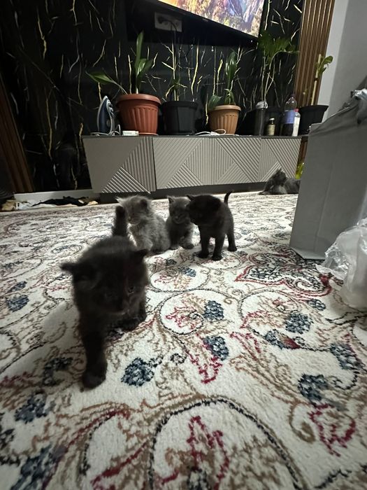 Котенки бесплатно