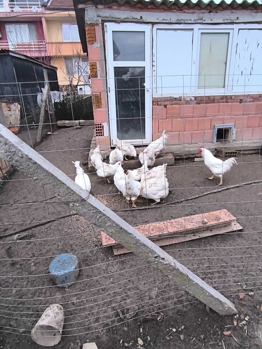 Яйца от бял плимутрок