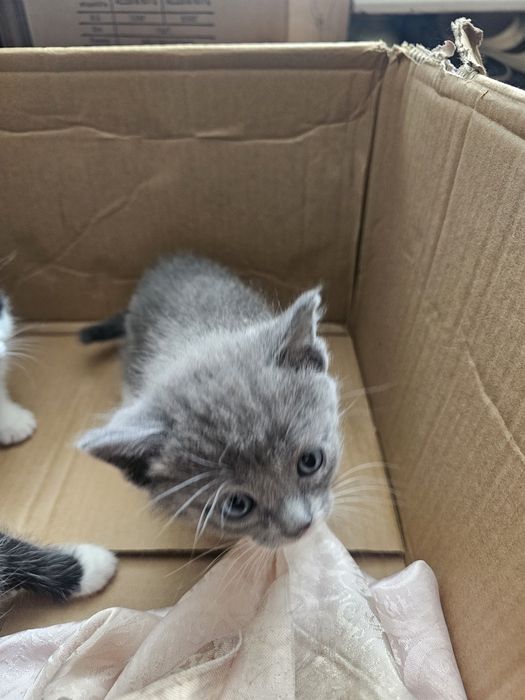 Отдам котят в добрые руки