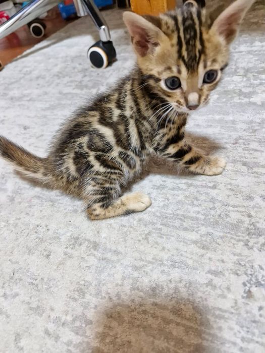 Продам котят Бенгалы