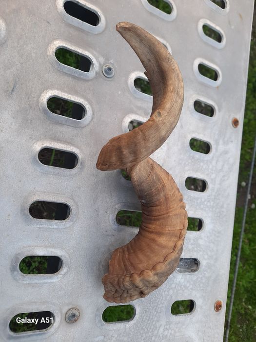 Рог от МУФЛОН. 1 брой