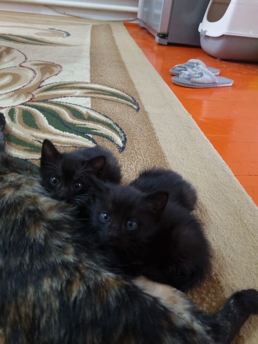 Маленькие милые котята