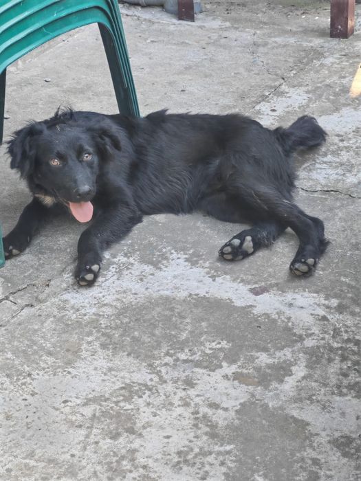 Oferim spre adoptie catelus 5 luni
