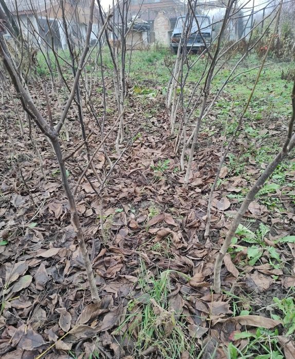 Puiet de nuc ecologic 1,5 m