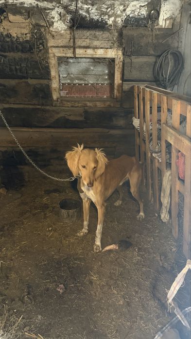 Продам две собаки кобель сука звоните пишите