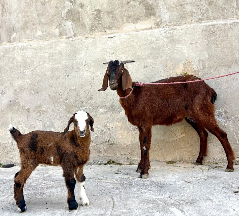 Битал ешкі лағымен ешкы ешкі коза козы