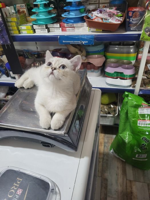 Продам котёнка девочка 2.5 месяца