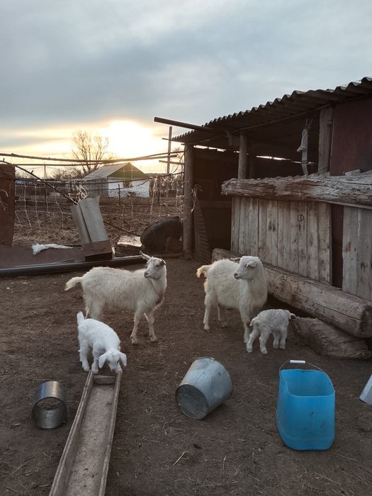 Сауын жас ешкілер