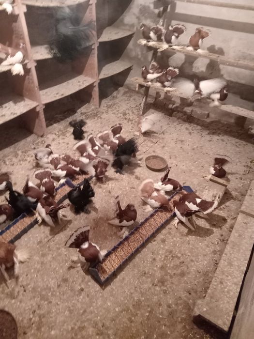 Продам домашних голубей