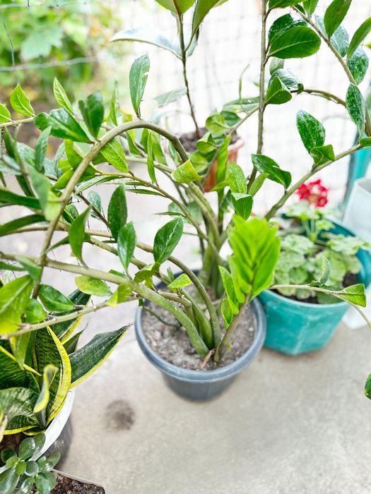 Цветы разнообразные