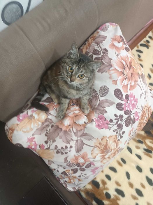 Классный котенок девочка.