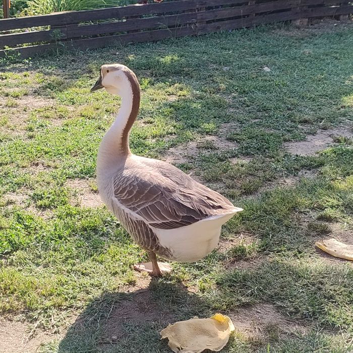Vând gâscă adultă