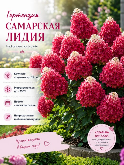 Продам гортензии, колеусы