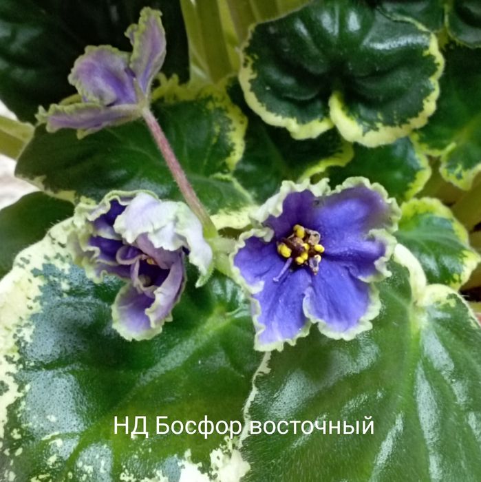 Распродажа деток сортовых фиалок