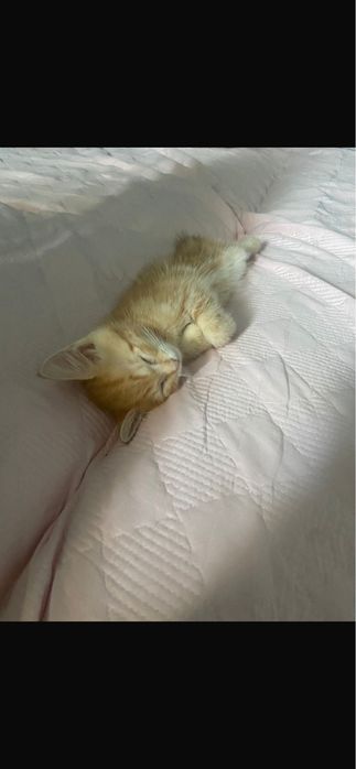 Рыжий котенок 2 месяца
