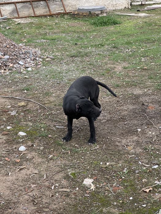 Албанский питбуль