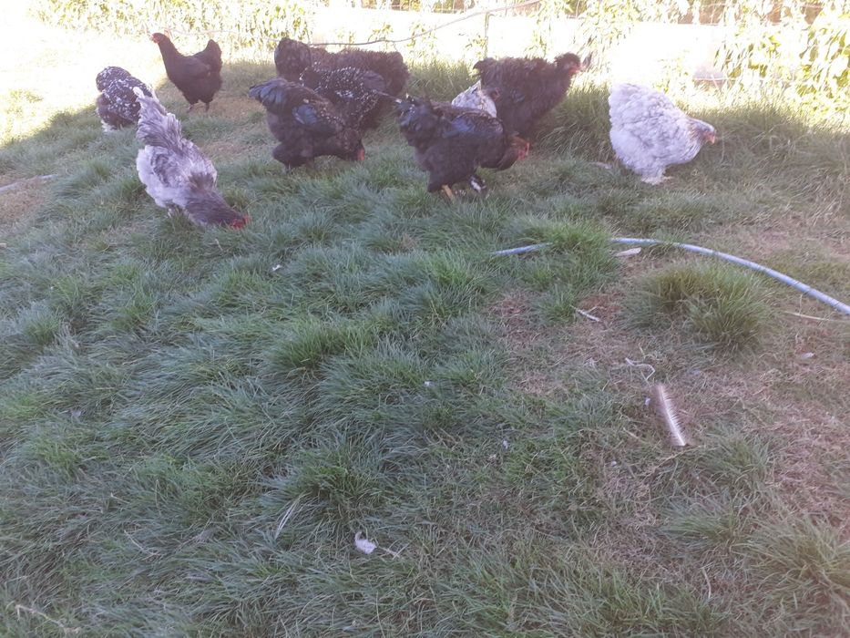 Cocosi și gaini brahma și cochinchina