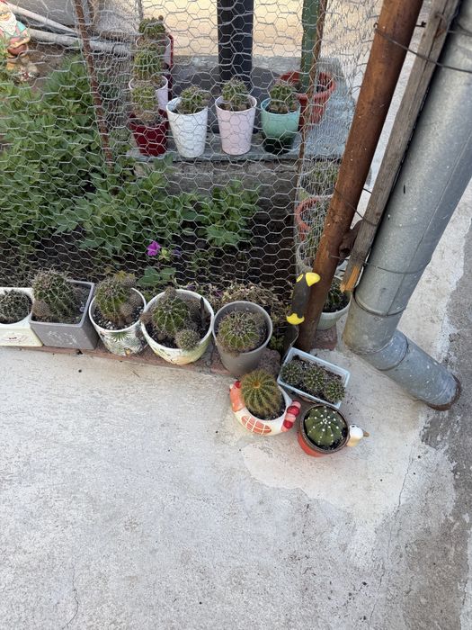 Cactusi, diverse marimi si sortimente