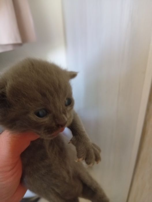 Продаются котята