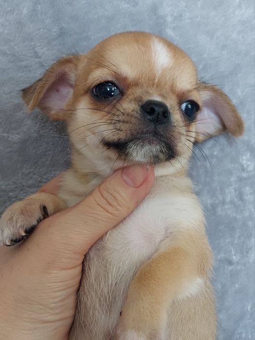 Продаю щенка чихуахуа