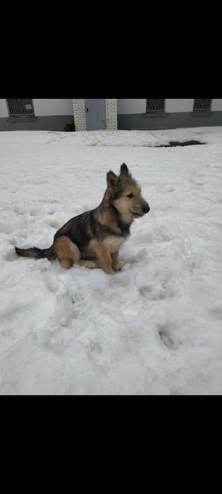 Отдам даром в добрые заботливые руки.