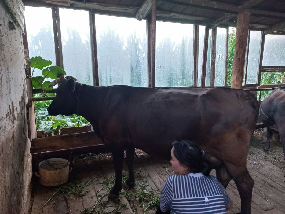 Продам корову,бык,телку