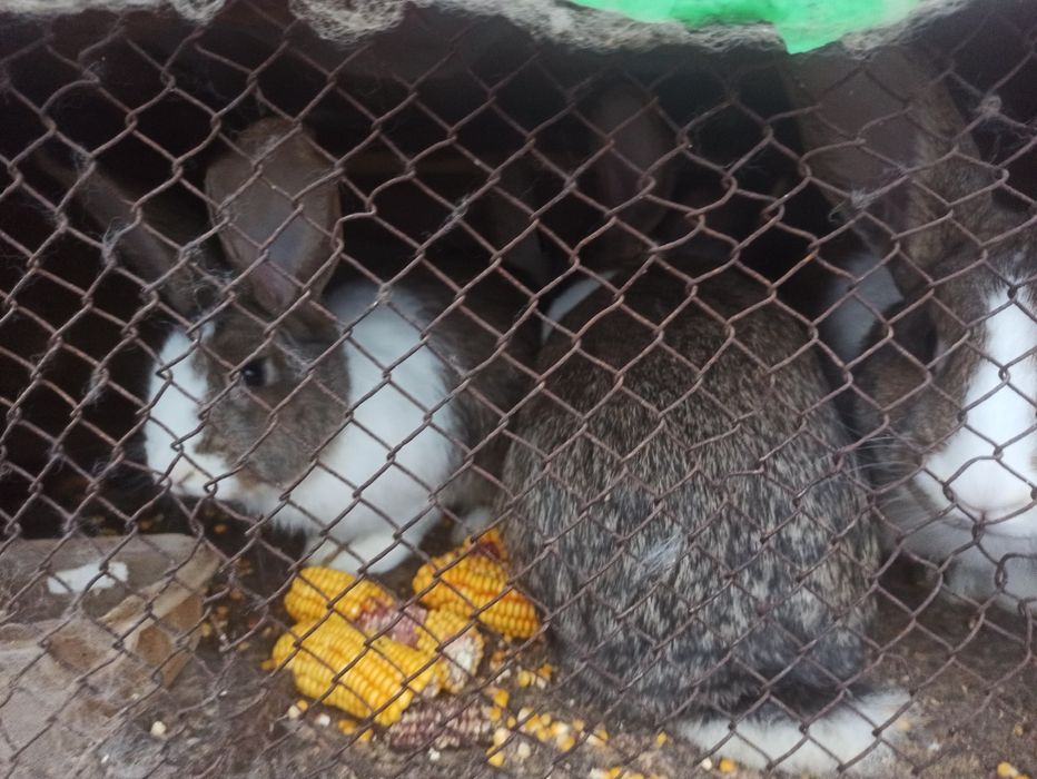 Iepurași mari și mici de vânzare rasa cap de leu + belgian