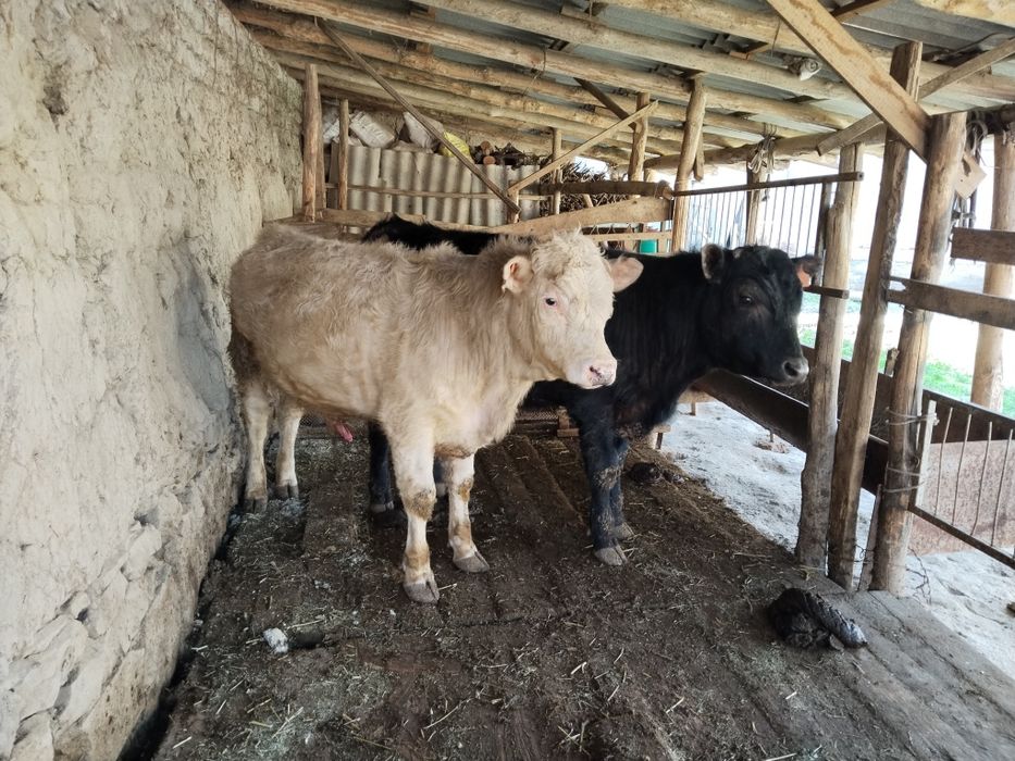 Angus va avlikol buqachalar sotiladi 10 oylik