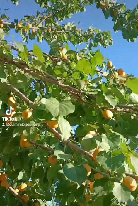 Екі бөлмелі вримянка