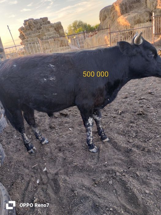Продам бычков( цены разные )