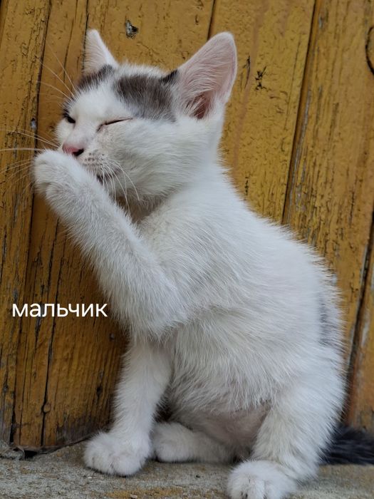Котята в добрые руки