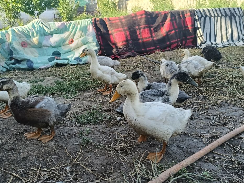 Үйрек балапаны, өскен үйрек болды