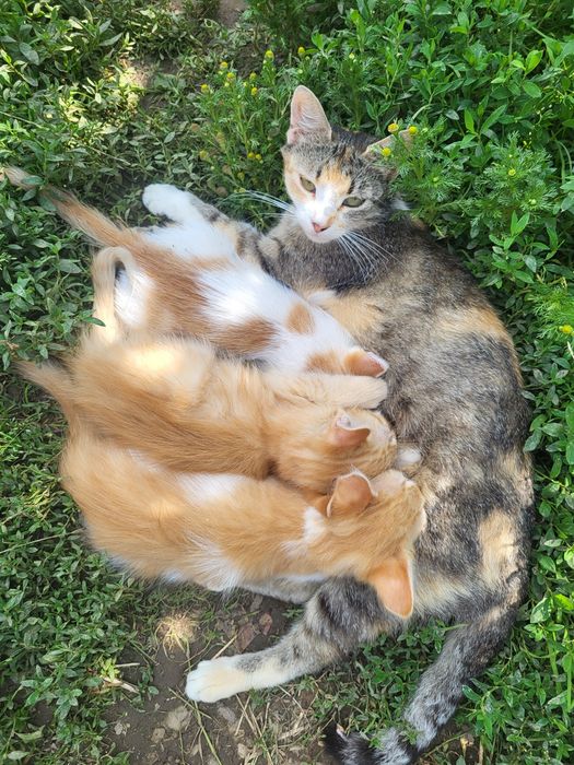 Donez pui de pisică.