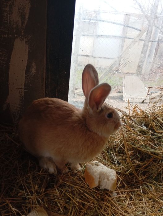 De vânzare iepuri de diferite vârste
