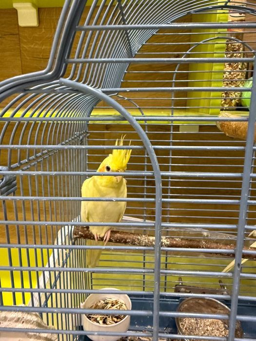 Попугай Корелла пара