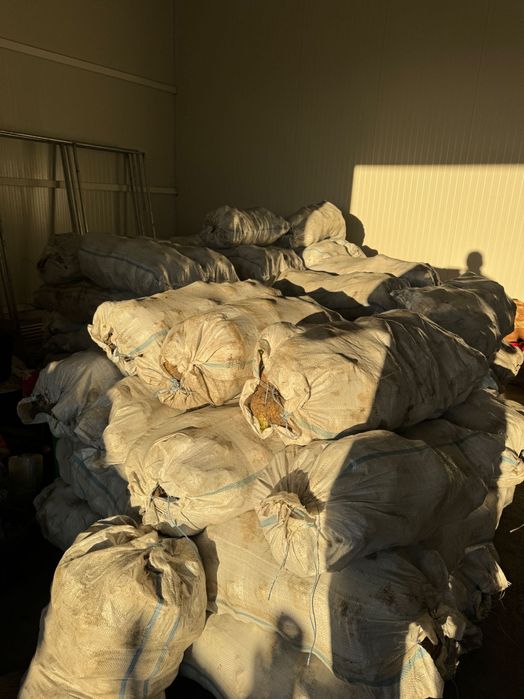 Țelină de vânzare hibrid prinț f1