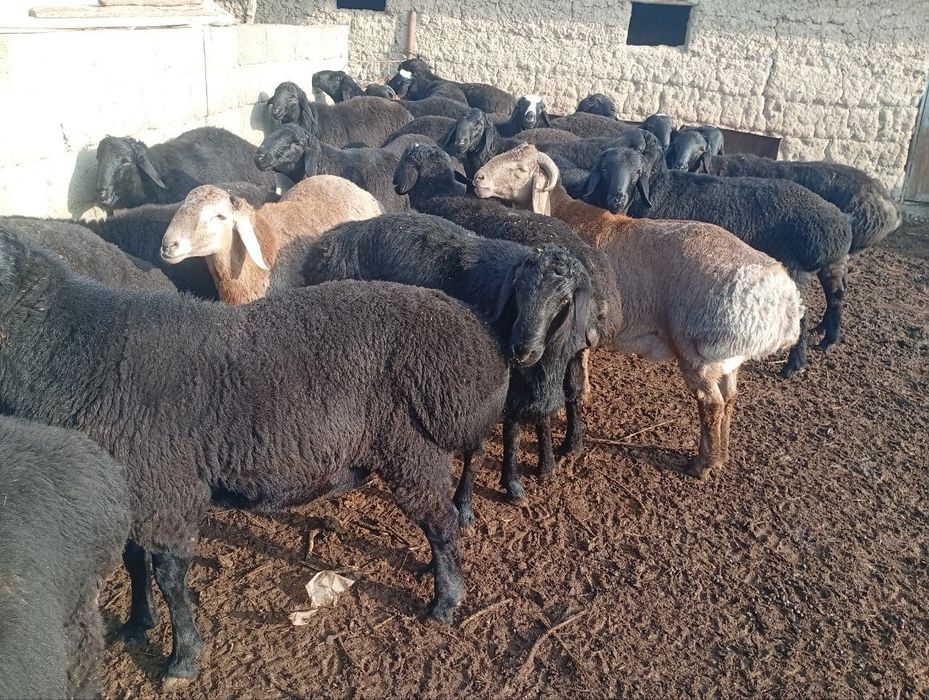 Qoʻzi qoʻchqorlar bor