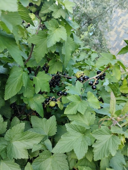 Продам частный дом