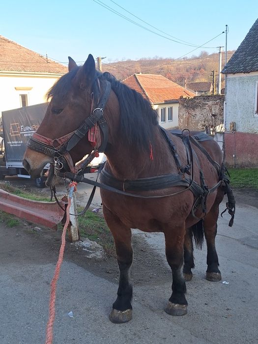 Vand manza face 2 ani la primavara