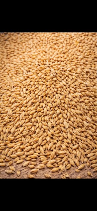 Grau de vanzare si orz 2025